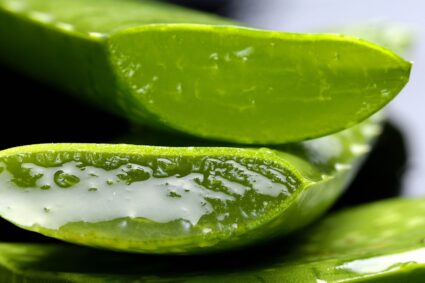 Avoir de l’Aloe Vera, de la plante à argent et de la plante araignée dans votre maison et votre chambre améliore considérablement votre qualité de vie.