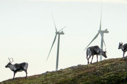 La Cours Suprême de Norvège a décidé de faire abattre 151 éoliennes dont la construction a coûté plus de 1,1 milliard d’euros parce qu’elles nuisent à l’élevage de rennes du peuple indigène sami.